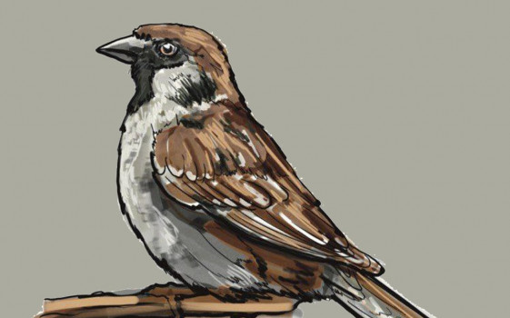 Майские зарисовки. Пошаговка. Воробей