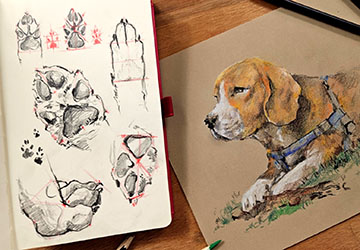 Собачья лапка. Схемы и ракурсы