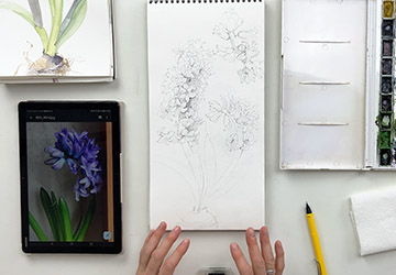 Гиацинты. Третий цветок