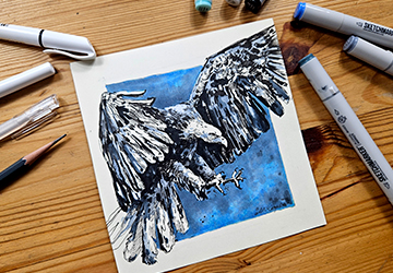 Белоголовый орлан. Цвет, штрих и контраст