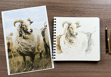 Баран. Линия и цвет