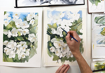 Куст жасмина. Белые цветы