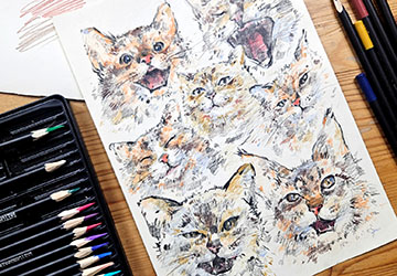 Кошки и котята. Детализация и характер