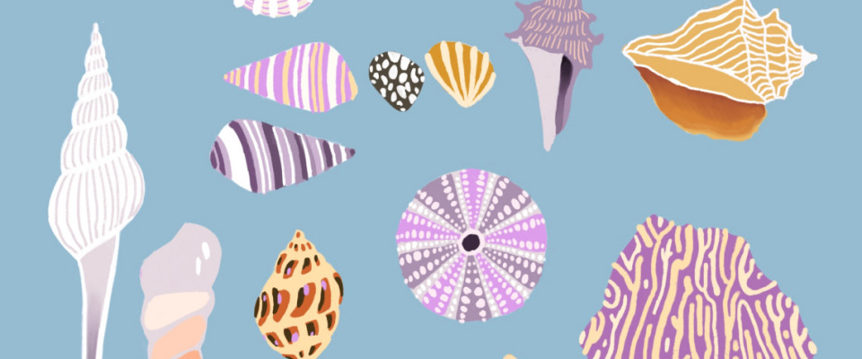 Ракушки в DIGITAL