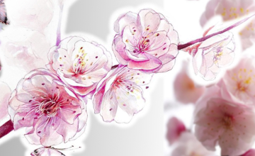 Рисуем цветущую сакуру