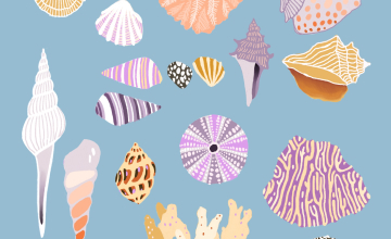 Ракушки в DIGITAL